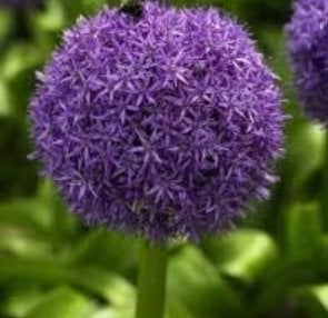 allium globemaster bollen, Ophalen of Verzenden, Najaar, Volle zon, Bloembol