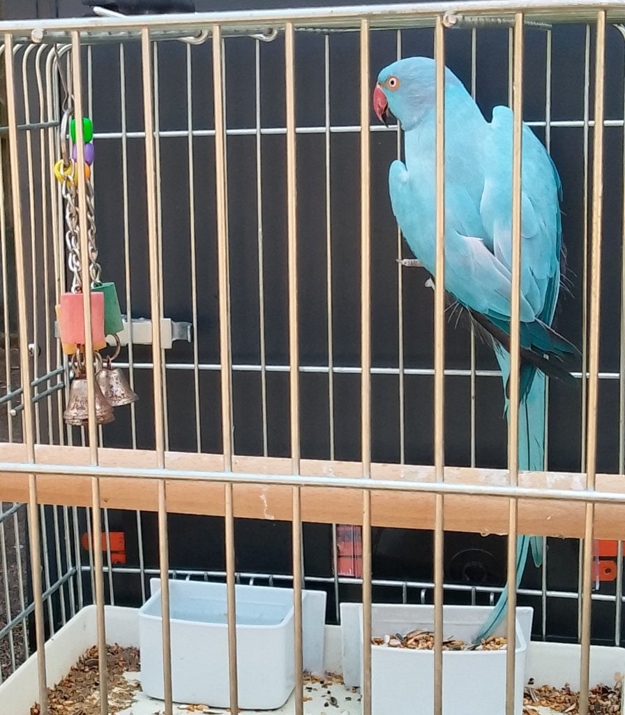 halsband parkiet, Dieren en Toebehoren, Vogels | Parkieten en Papegaaien, Vrouwelijk, Parkiet, Geringd
