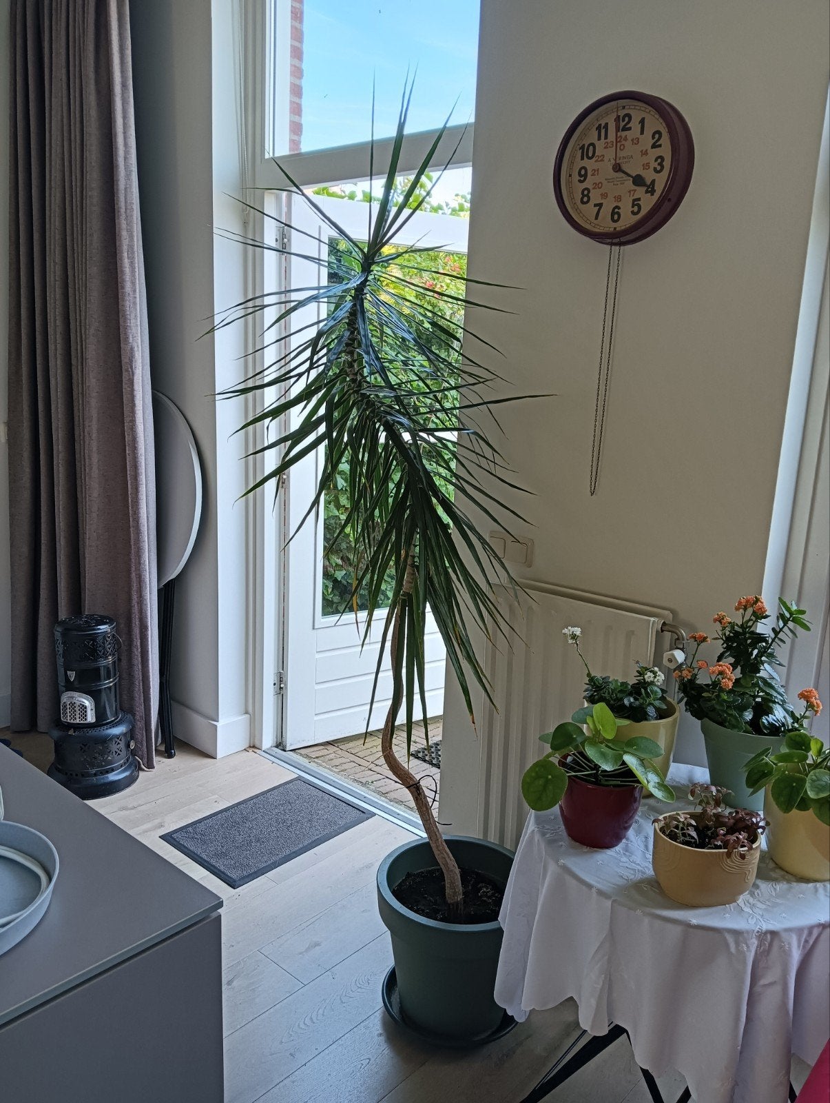 Makkelijk te stekken planten, Ophalen