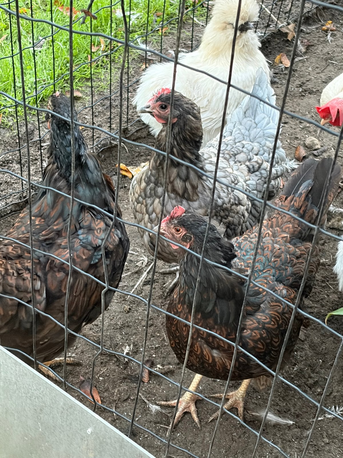 3 legkippen, Vrouwelijk, Kip