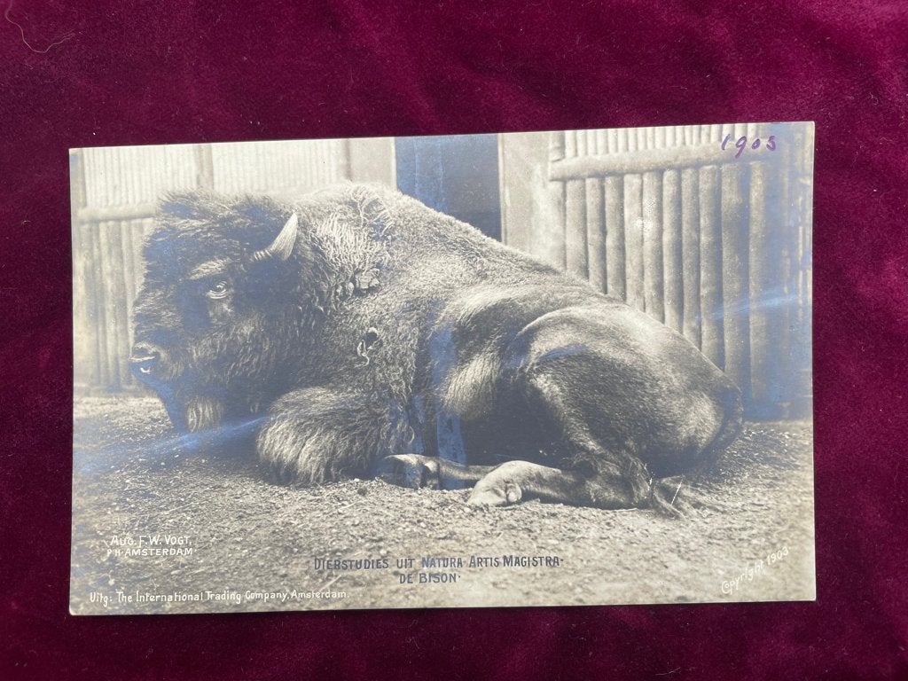 20 fotokaarten van Artis Amsterdam uit 1903., Verzenden, Voor 1920, Overige soorten