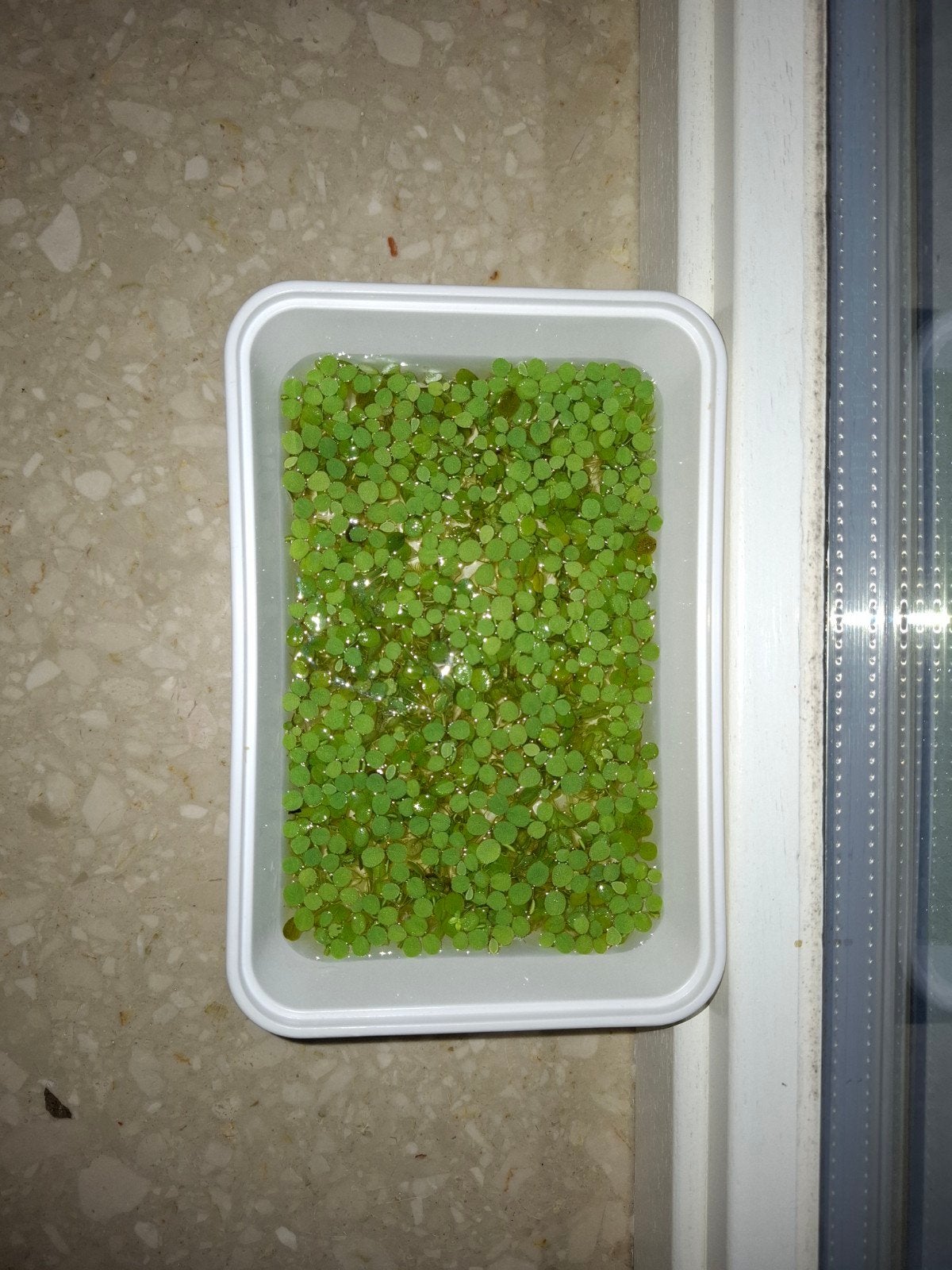 salvinia minima drijfplant voor in je aquarium, Ophalen, Plant(en), Steen of Hout