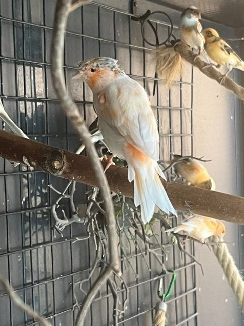 Mooie kuif kanarie man 2024, Dieren en Toebehoren, Vogels | Kanaries, Mannelijk, Kleurkanarie