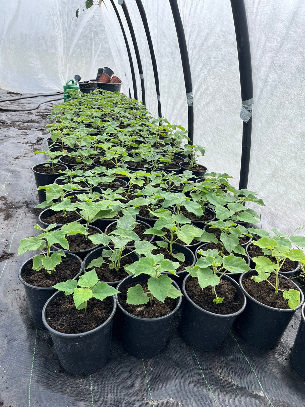 Paulownia of kiri boom, Ophalen, Overige soorten, Volle zon