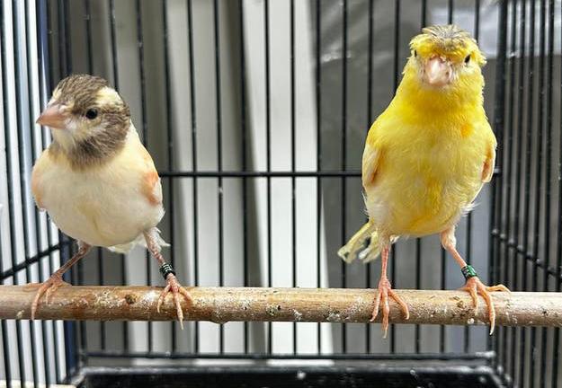 Mooie Kanaries, Dieren en Toebehoren, Meerdere dieren, Kleurkanarie