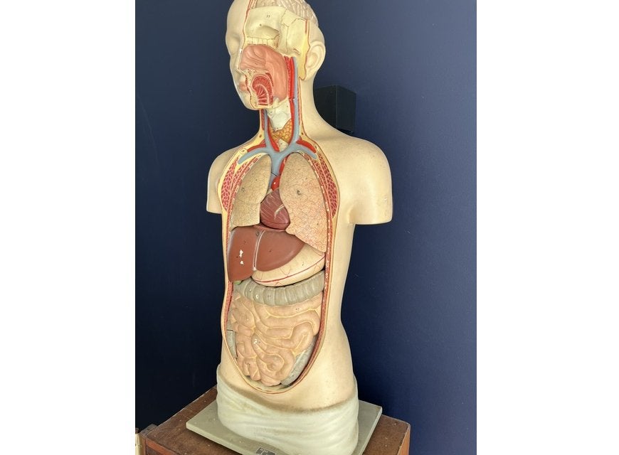 Anatomisch model van torso mens Depex Somso - 85 cm, Ophalen of Verzenden