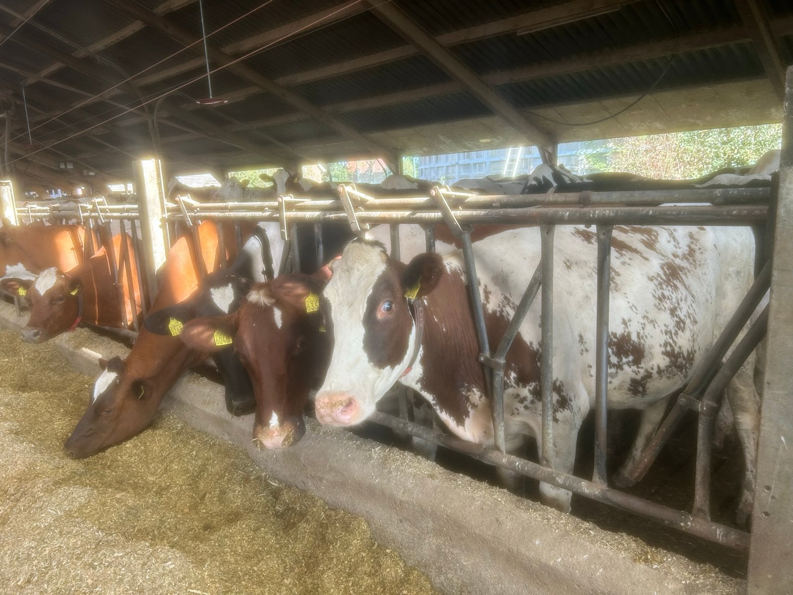 20 gebruikte voerhekken voor koeien, 325 cm lang, Zakelijke goederen, Ophalen, Veehouderij, Stalinrichting