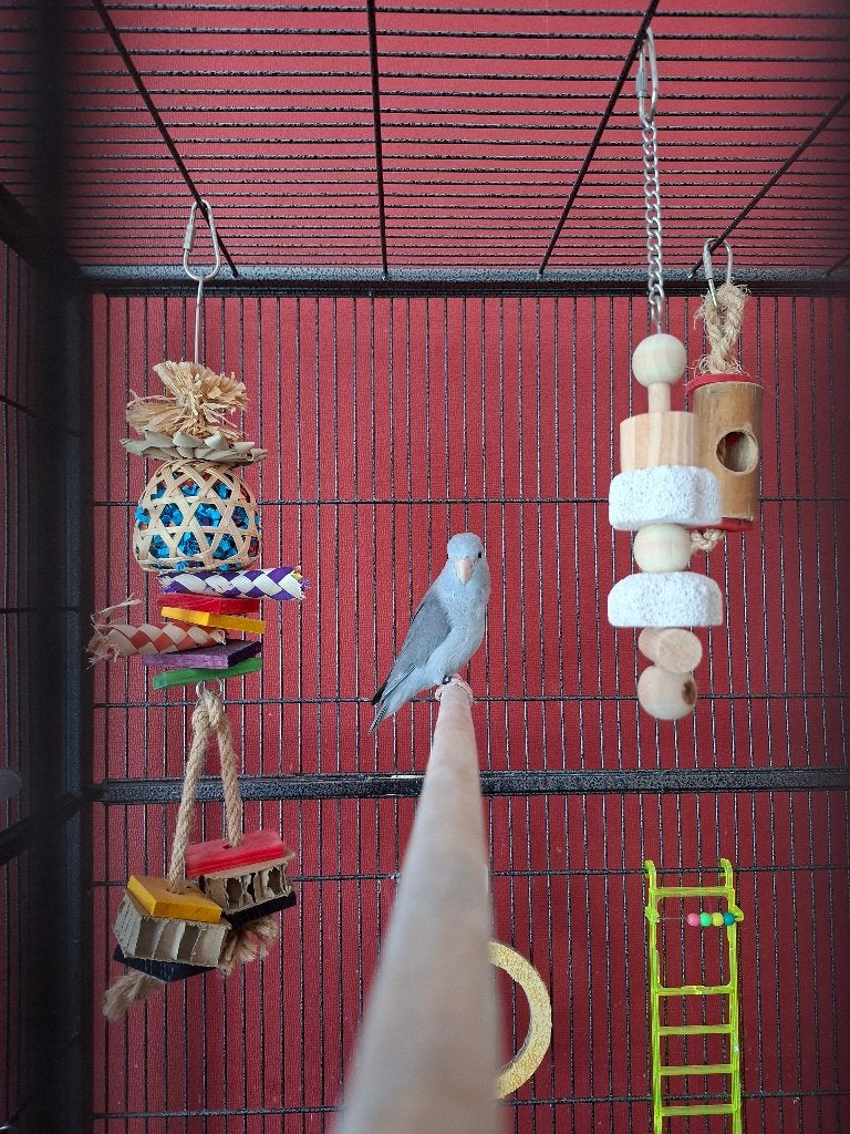 Muspapegaai, Dieren en Toebehoren, Vogels | Parkieten en Papegaaien, Vrouwelijk, Dwergpapegaai of Agapornis, Geringd