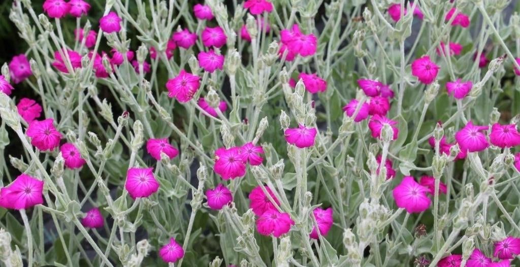 Te koop vaste plant Prikneus lychnis coronaria, Tuin en Terras, Ophalen, Overige soorten, Volle zon