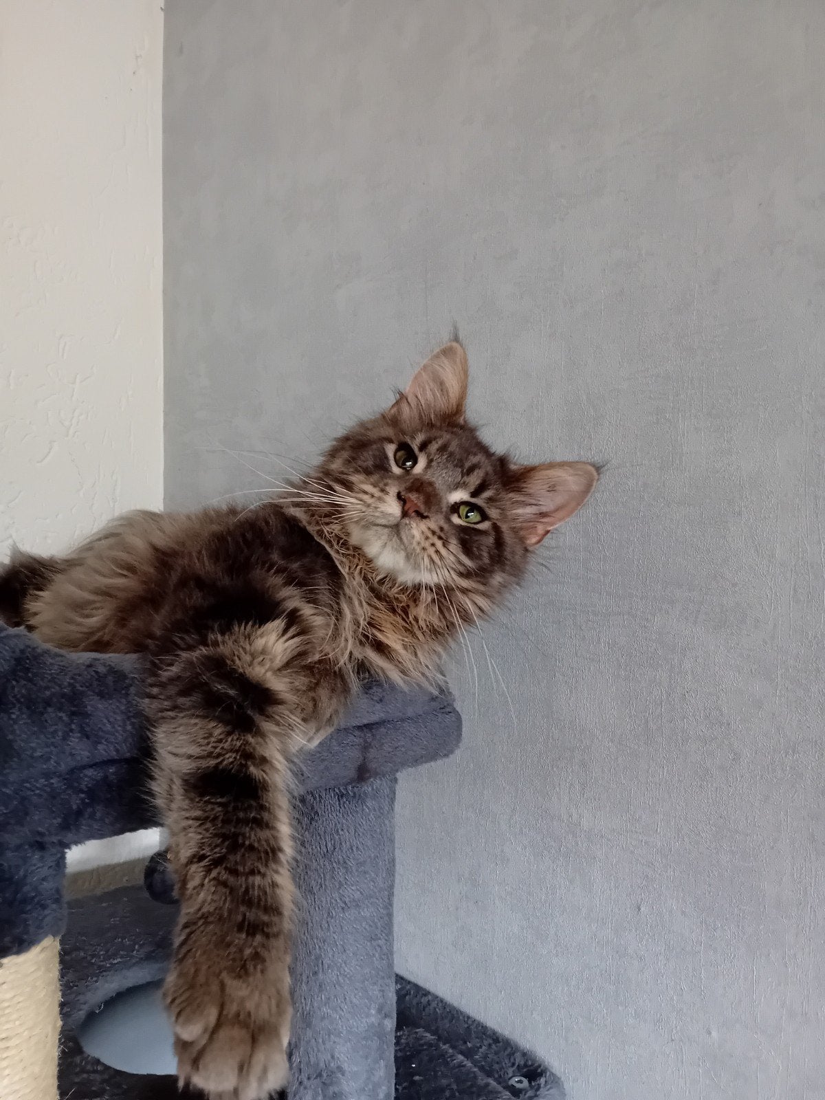 maine coon kittens, Kater, Gechipt, 0 tot 2 jaar