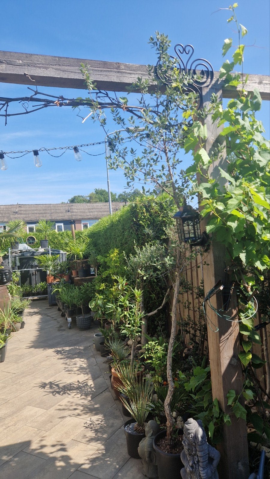 Kurkeik 2,5 en 3 meter hoog winterhard, Tuin en Terras, Ophalen, In pot, Volle zon, Overige soorten