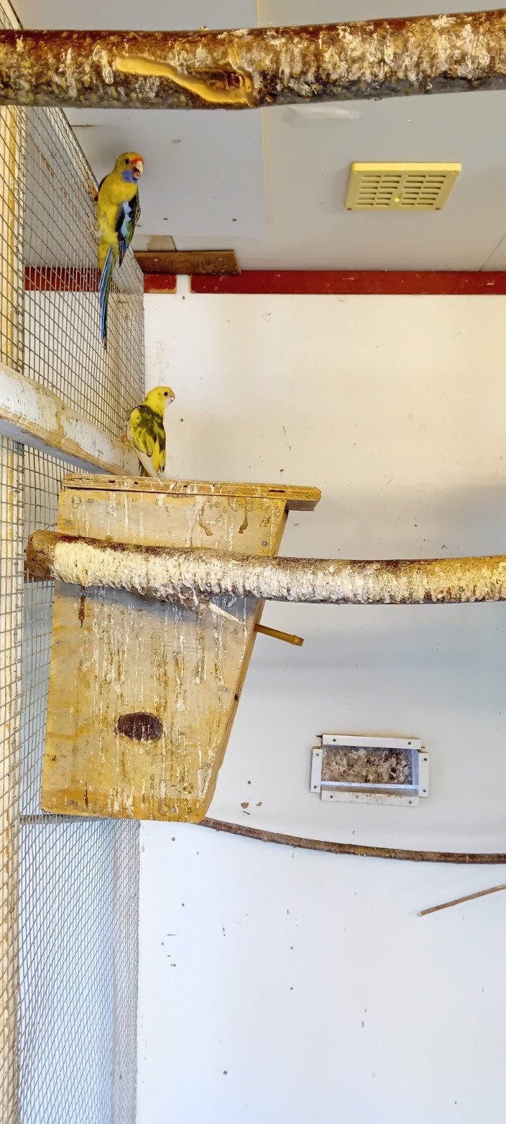 Strogele Rossela's, Meerdere dieren, Parkiet, Geringd