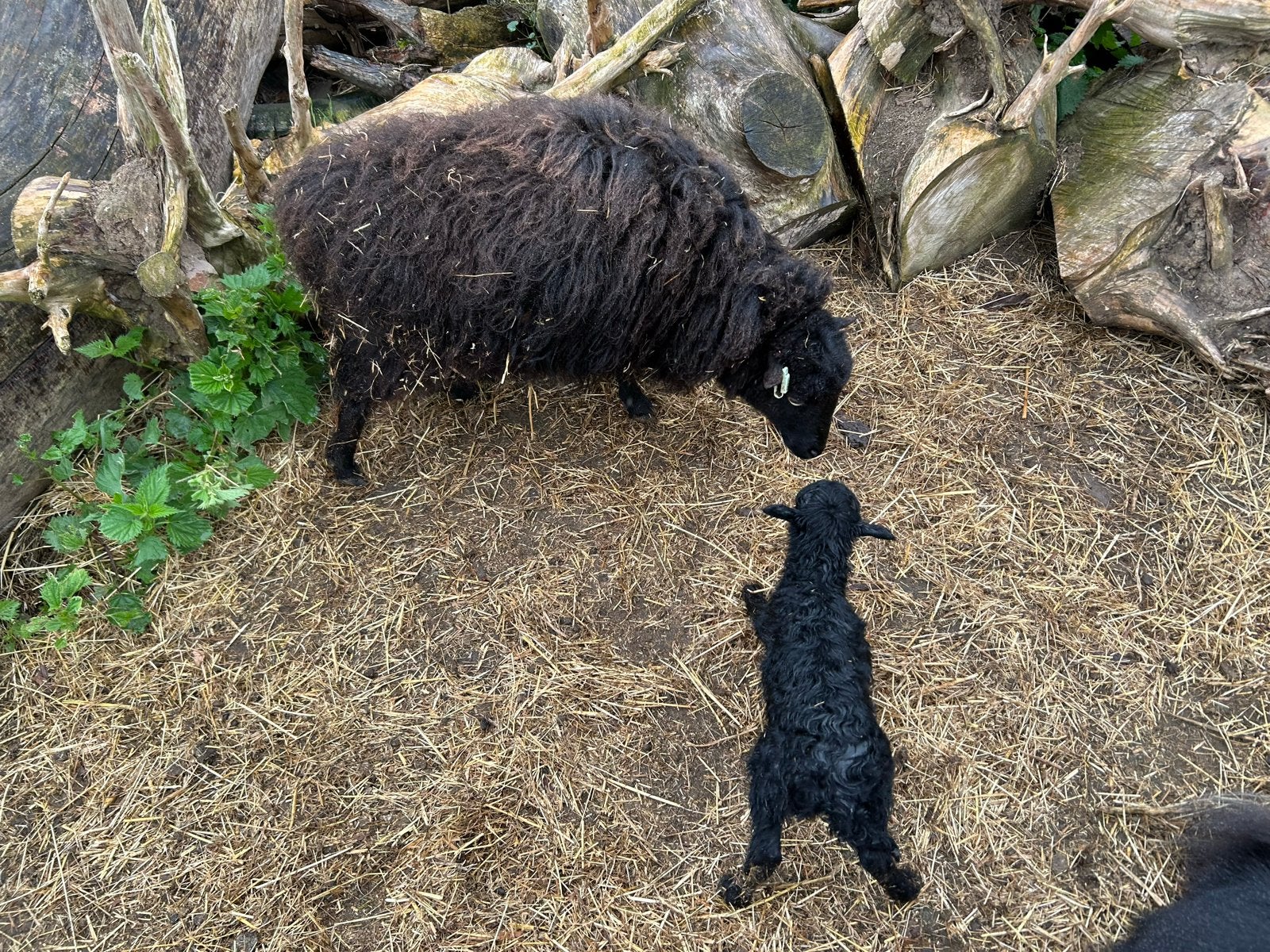 Ooi met rammtje van 6 weken oud te koop, Meerdere dieren, Schaap