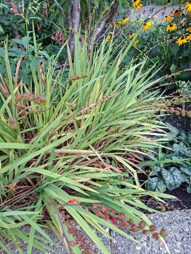 Vaste planten en struiken, Ophalen, Vaste plant, Overige soorten, Volle zon