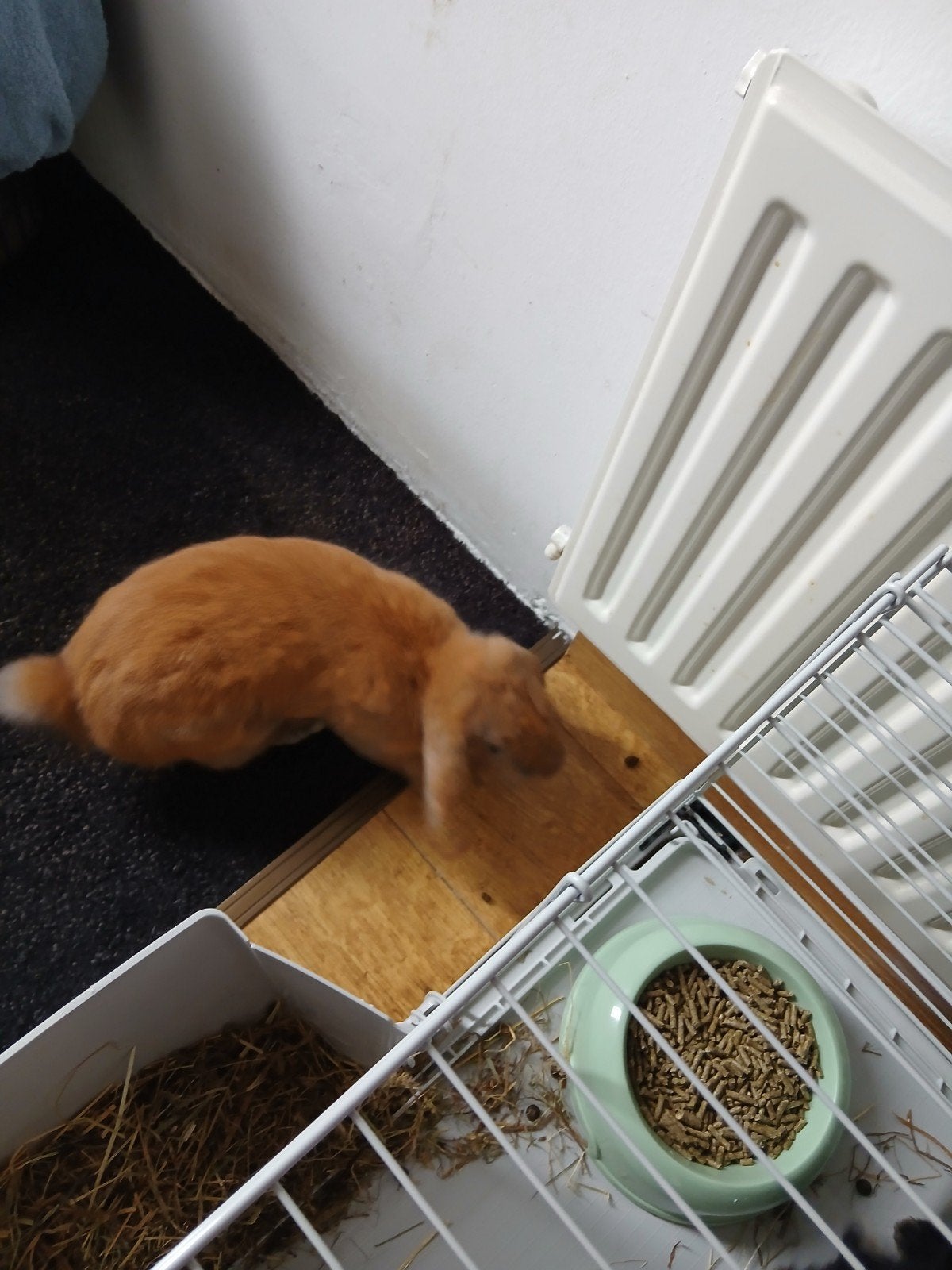 dwergkonijntje bruin, Dieren en Toebehoren, Konijnen, Mannelijk, Dwerg, Hangoor, 0 tot 2 jaar