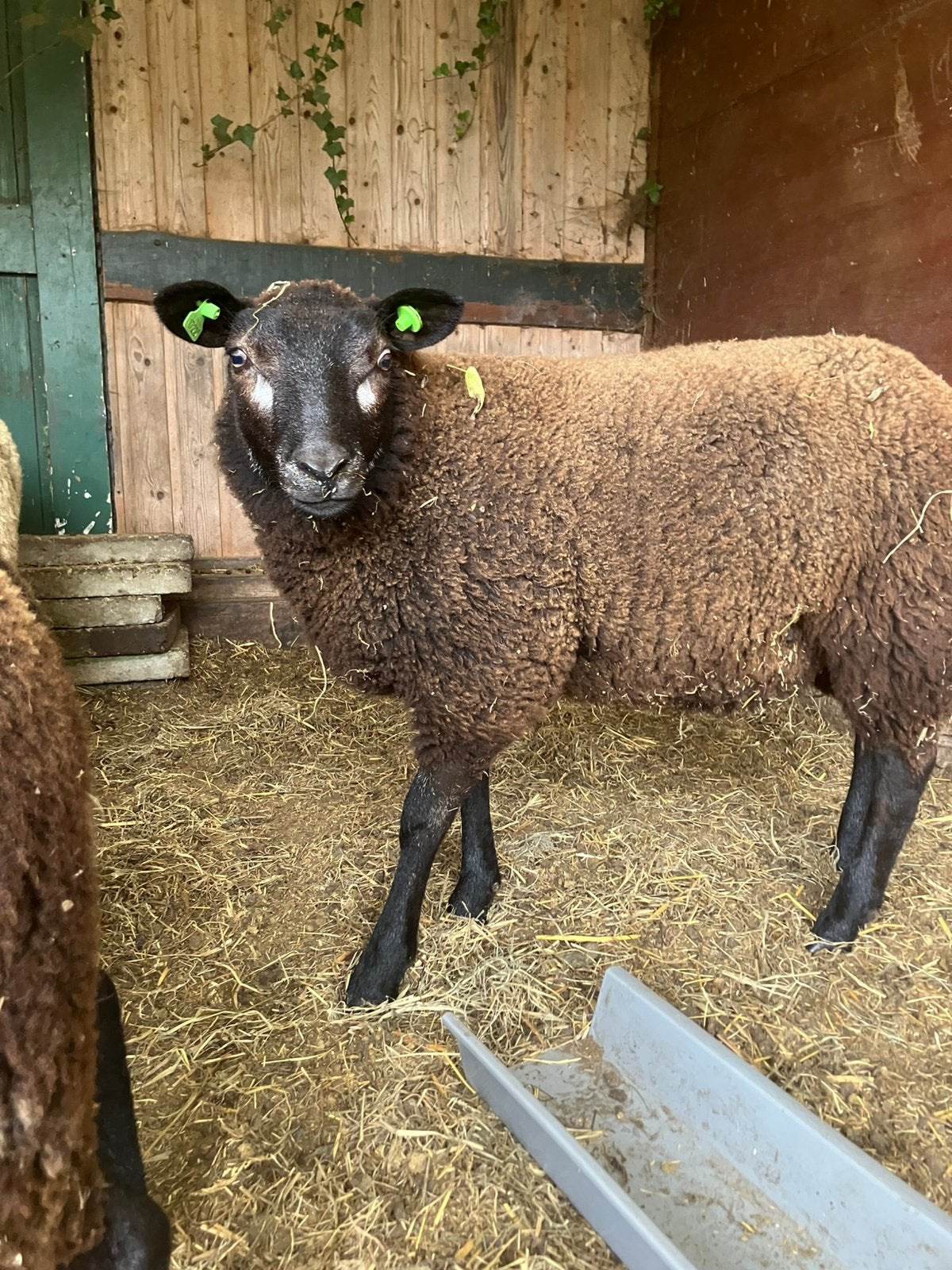 Ooi lam, Dieren en Toebehoren, Schapen, Geiten en Varkens, Vrouwelijk, Schaap