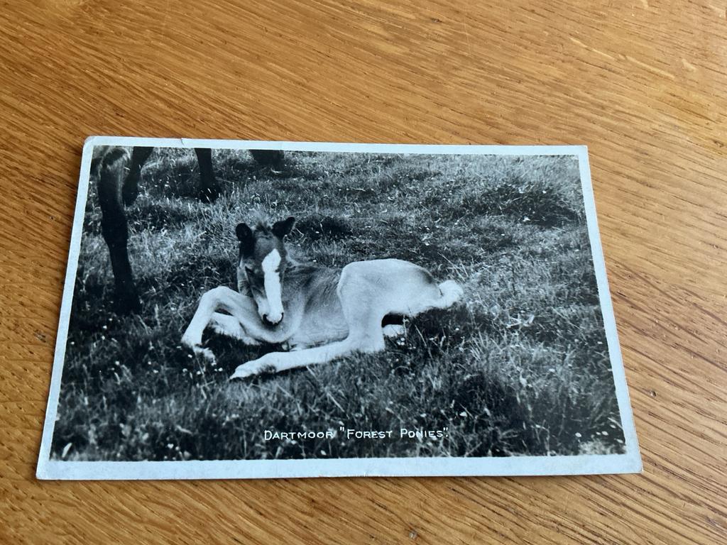 V14 DARTMOOR FOREST PONIES, Ophalen of Verzenden