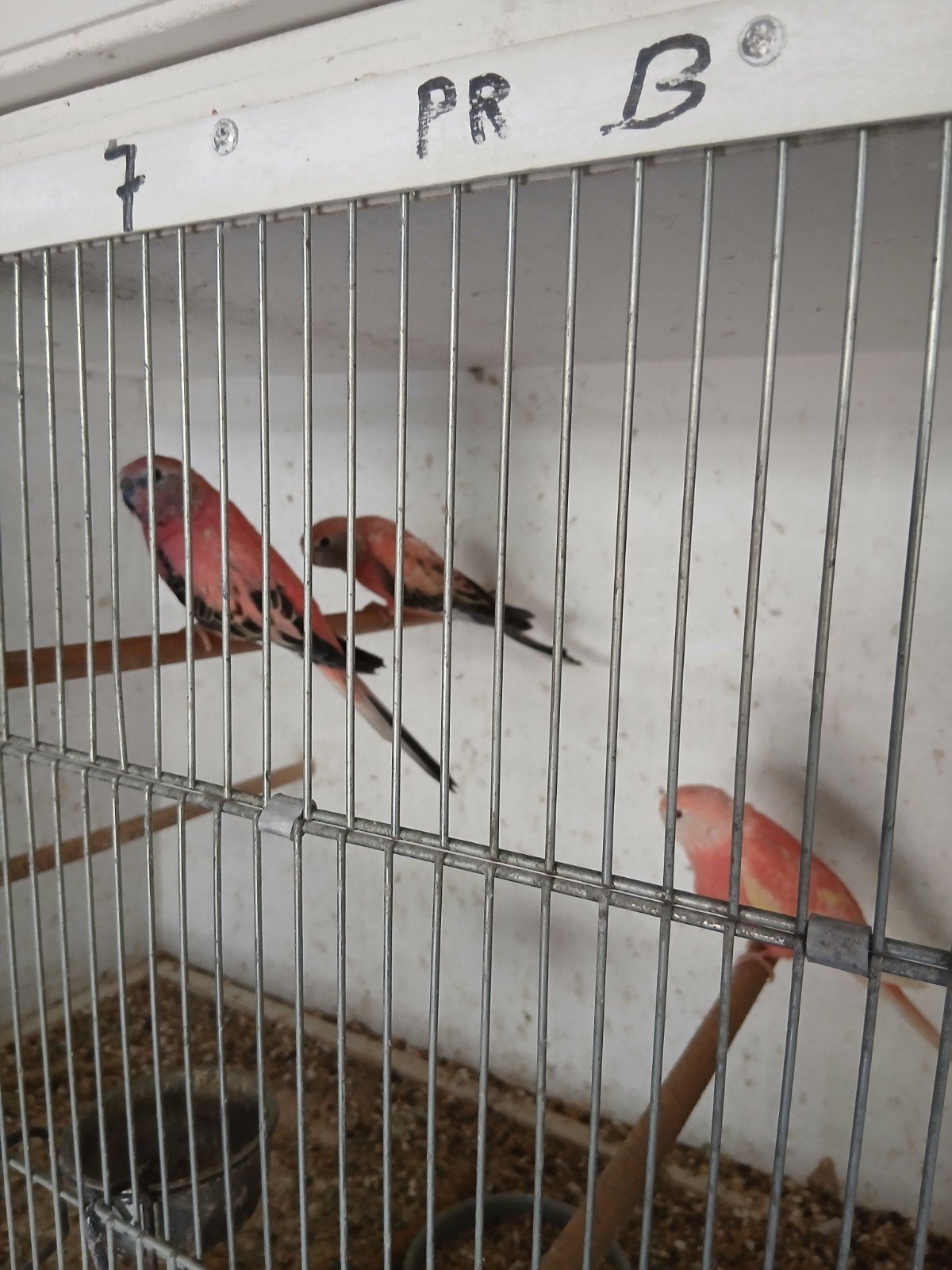 Bourkes parkieten  plus een jong, Meerdere dieren, Kleurkanarie