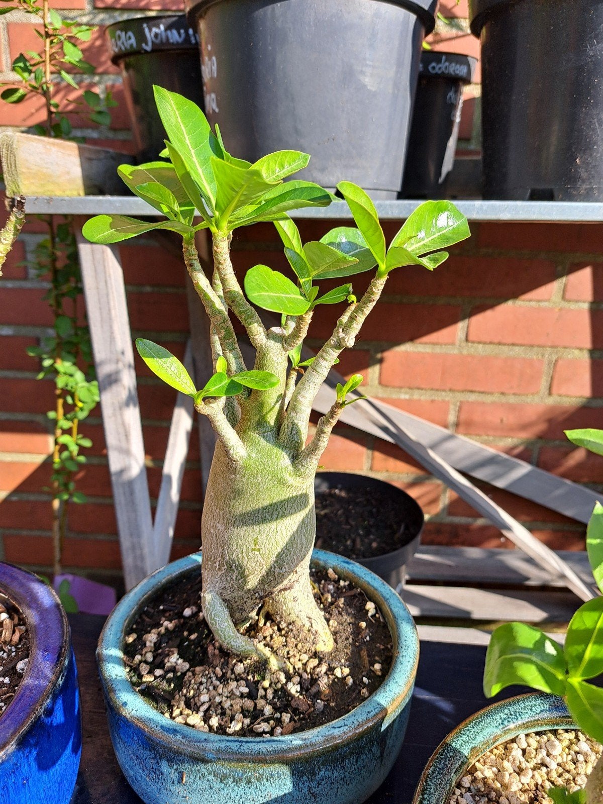 9 jaar oude Adenium obesum woestijnroos incl schaal, Huis en Inrichting, Kamerplanten, Ophalen, Halfschaduw, Minder dan 100 cm