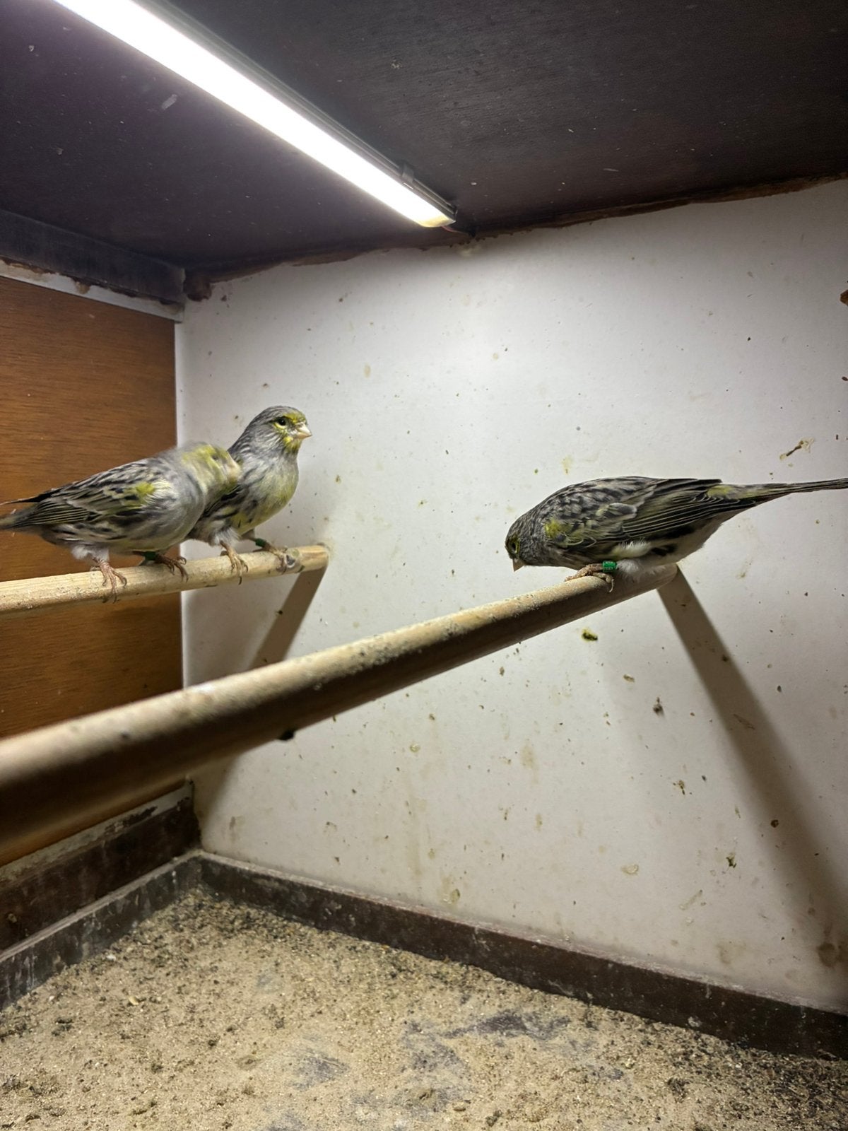Geel agaat mozaiek, Dieren en Toebehoren, Meerdere dieren, Kleurkanarie