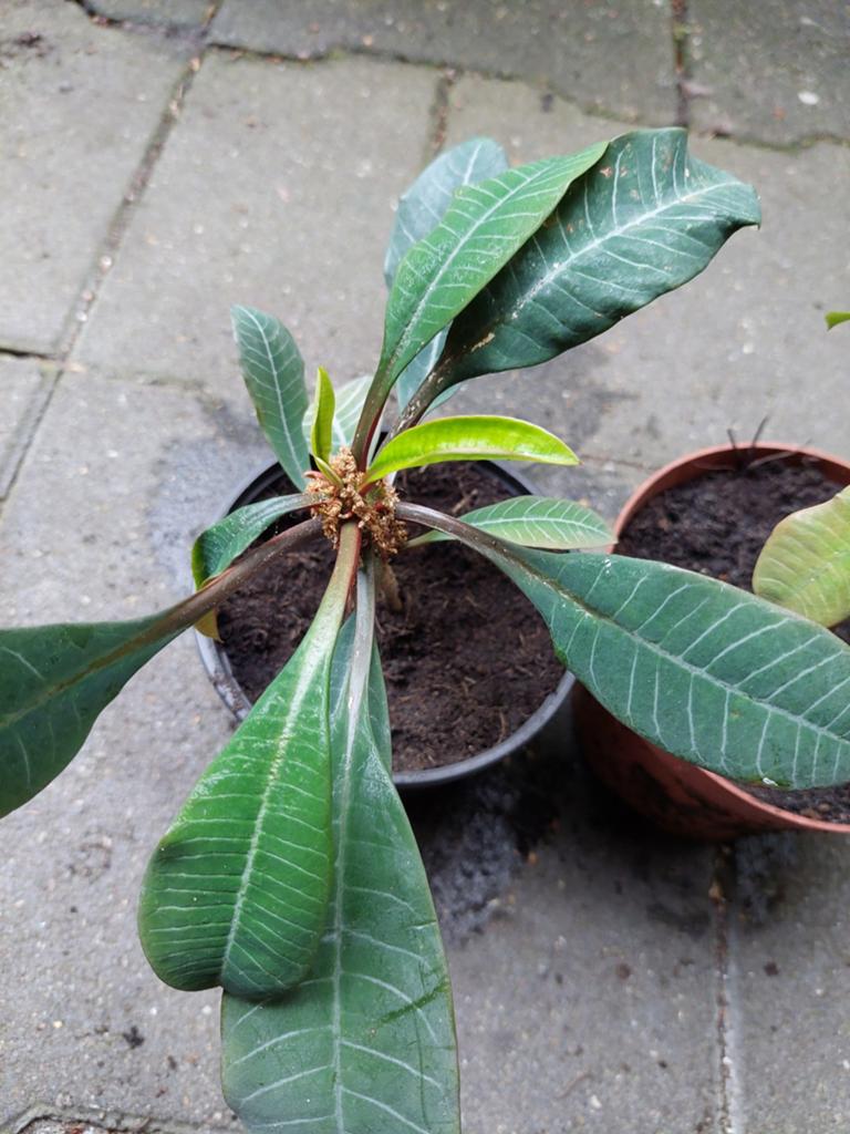 3 stuks Madagascar Jewel, Ophalen, Vaste plant, Overige soorten, Volle zon