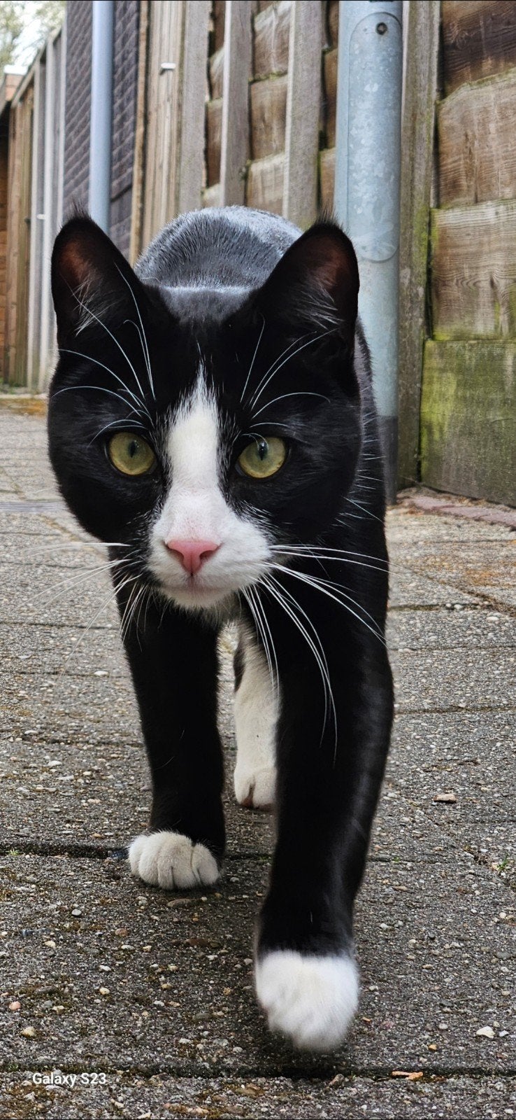 Fijn huis gezocht voor onze kater, Dieren en Toebehoren, Katten en Kittens | Overige Katten, Kater, Kortharig, 0 tot 2 jaar