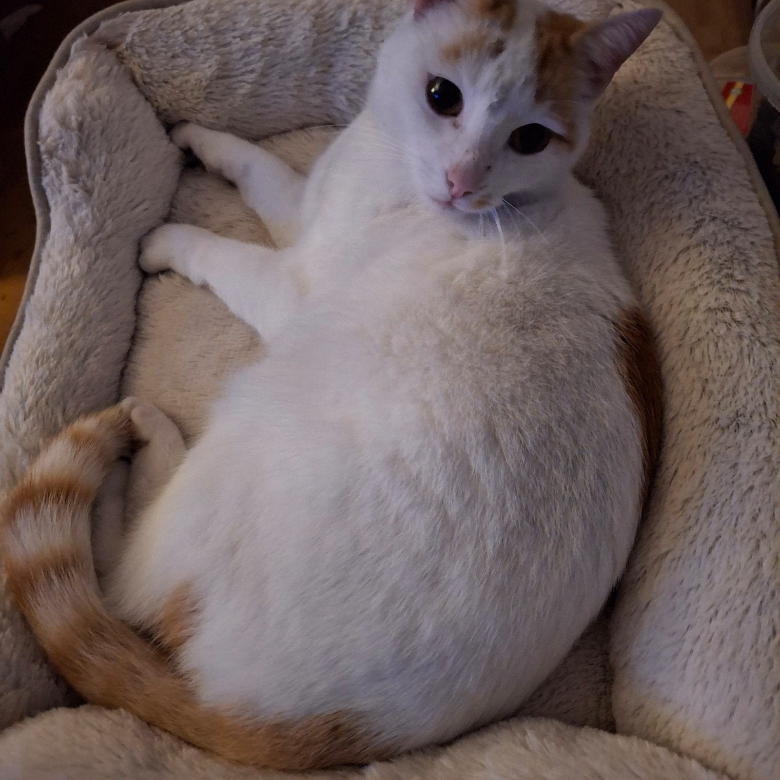 Lieve poes, Dieren en Toebehoren, Poes
