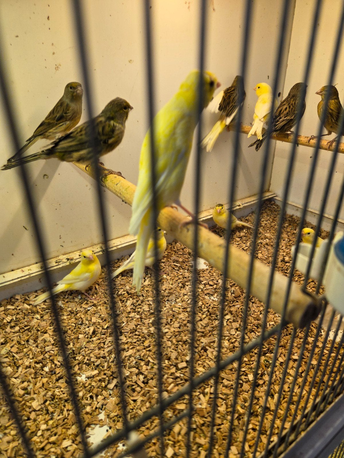 Diverse kanaries, Meerdere dieren, Kleurkanarie