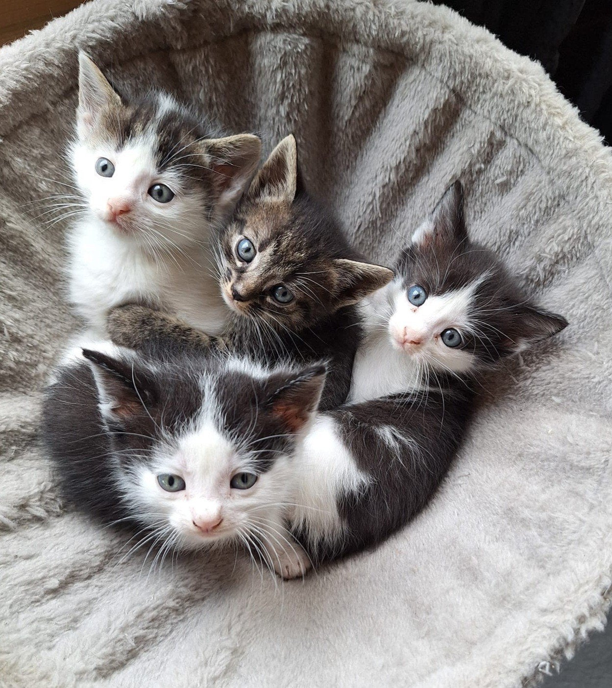 kittens, Meerdere dieren, Kortharig, 0 tot 2 jaar