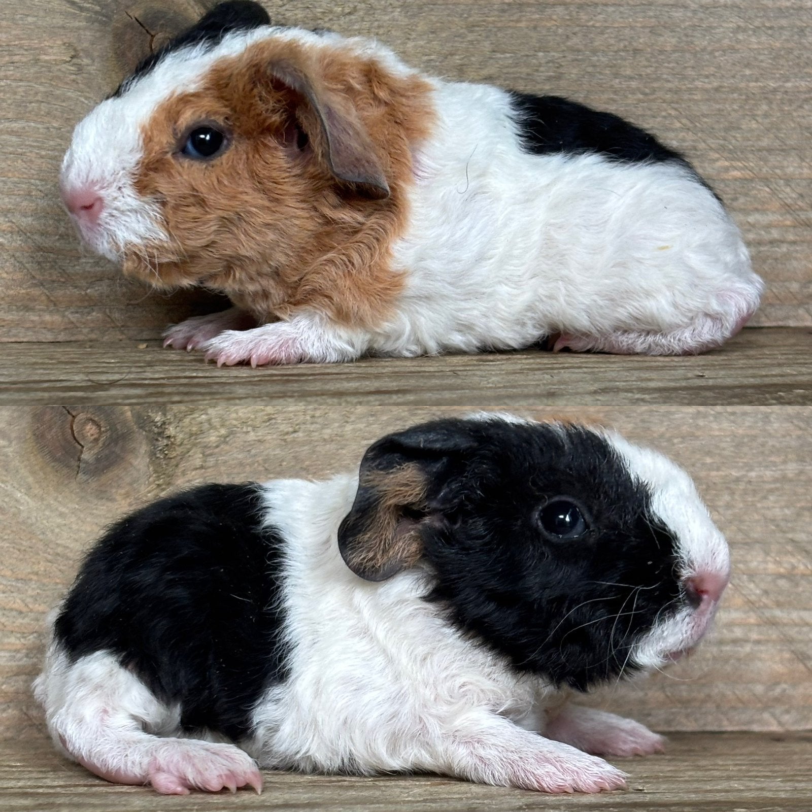 Us teddy beertje zwart buff wit, Dieren en Toebehoren, September, Mannelijk, Cavia