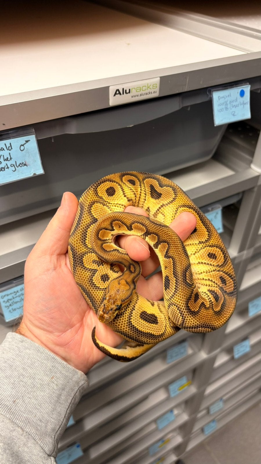 Orange dream black pastel clown ball python Ball Python photo 4