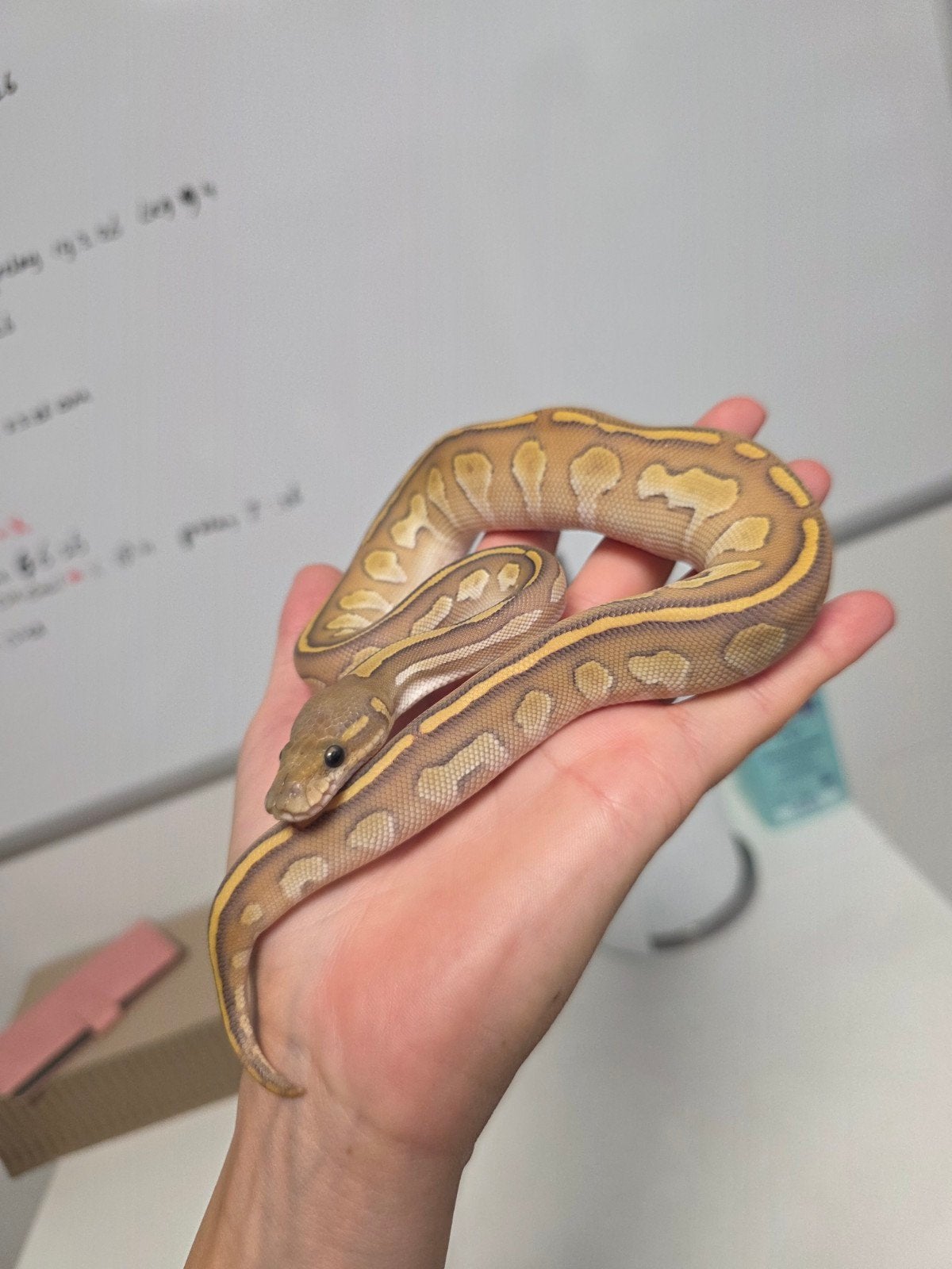 Black Head Butter Hypo️ Python regius/Koningspython, Slang, 0 tot 2 jaar