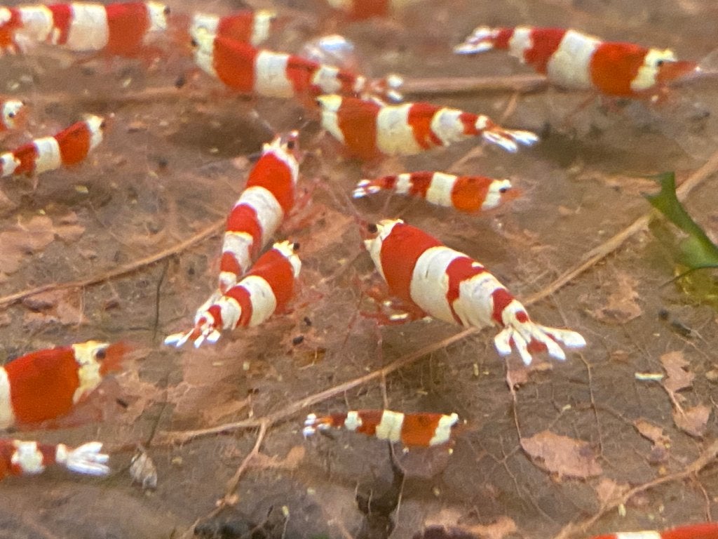 Prachtige Crystal Red Bee, Pure Red Line (PRL), Dieren en Toebehoren, Kreeft, Krab of Garnaal