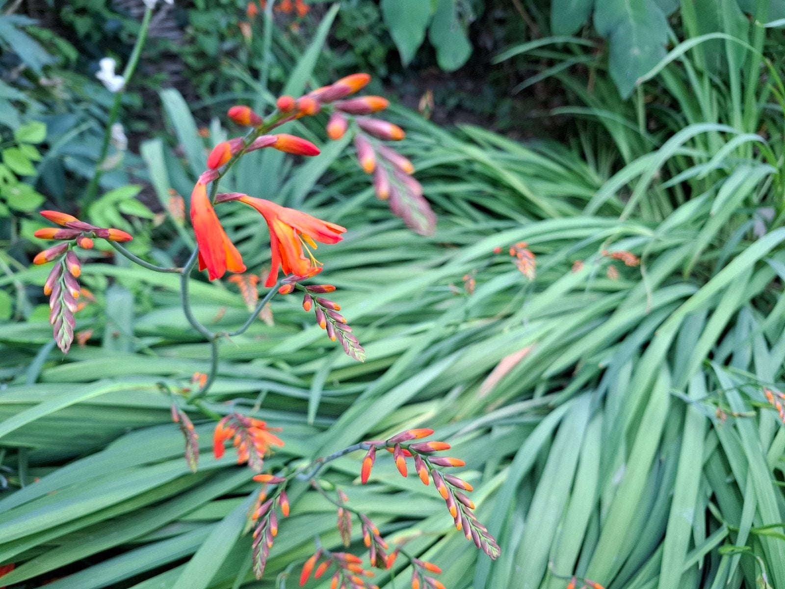 Montbretia Crocosmia - Oranje bloemen, Tuin en Terras, Planten | Tuinplanten, Volle zon, Vaste plant, Zomer, Ophalen