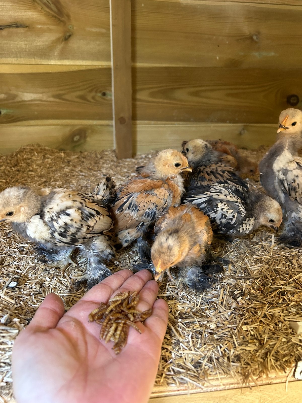 Sabelpootkriel kuikens, Meerdere dieren, Kip