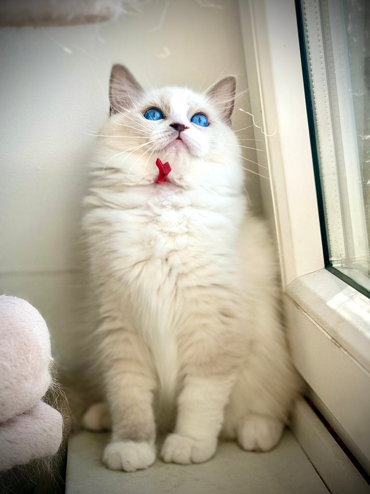 Ragdoll kitten met stamboom (fok poes), Dieren en Toebehoren, Meerdere dieren, Met stamboom
