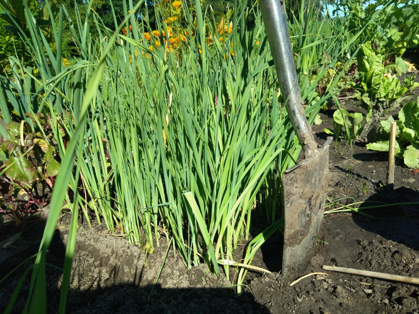 Preiplantjes 25st voor €4,=, Tuin en Terras, Planten | Tuinplanten, Ophalen, Eenjarig, Groenteplanten, Volle zon