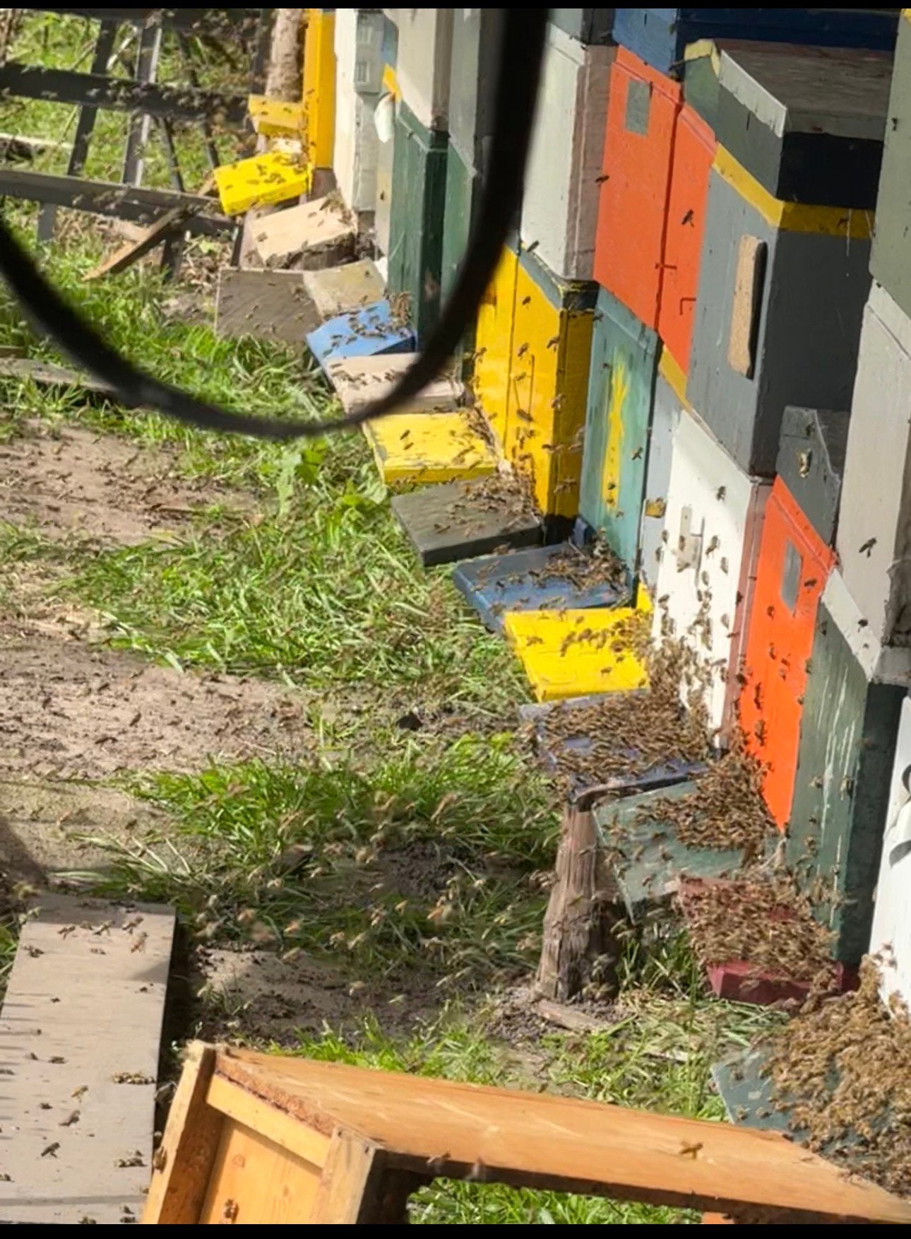 Carnica bijen, Dieren en Toebehoren, Bijen