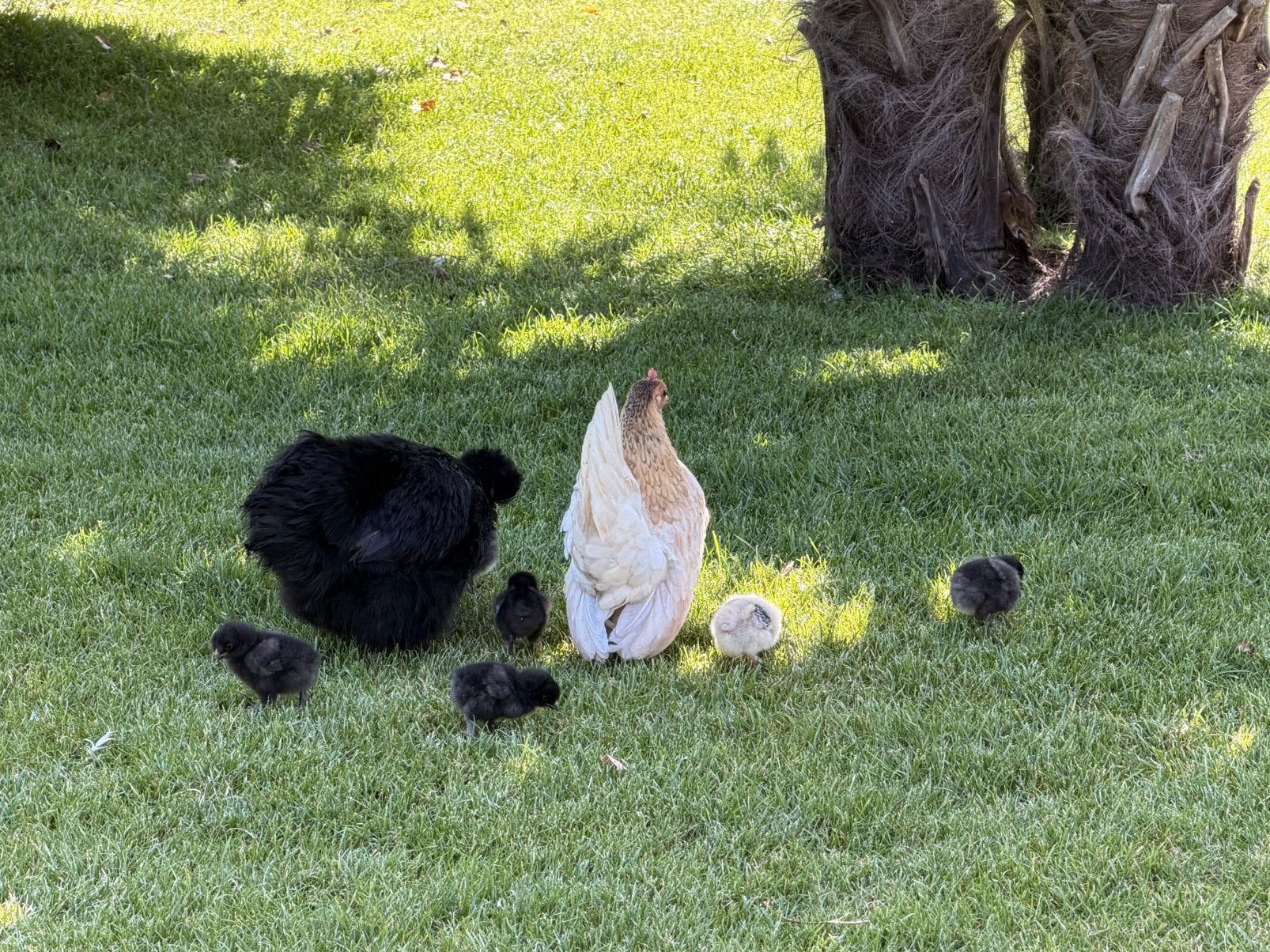 Kuikens, Dieren en Toebehoren, Pluimvee, Geslacht onbekend, Kip