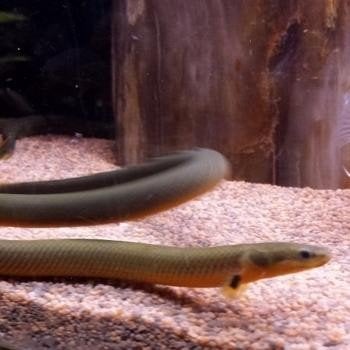 Erpetoichthys calabaricus, Vis