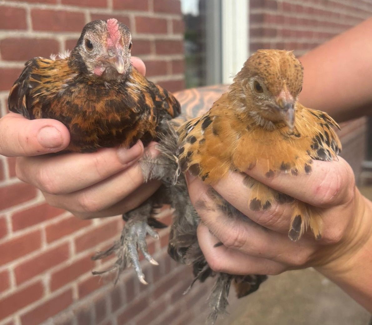 Mix kuikentjes, Dieren en Toebehoren, Pluimvee, Meerdere dieren, Kip