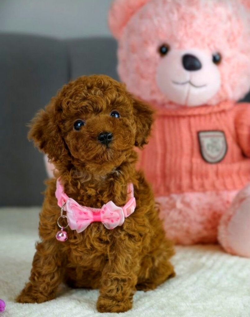 Toy poedel reu, Poedel, Reu, 8 tot 15 weken, Parvo