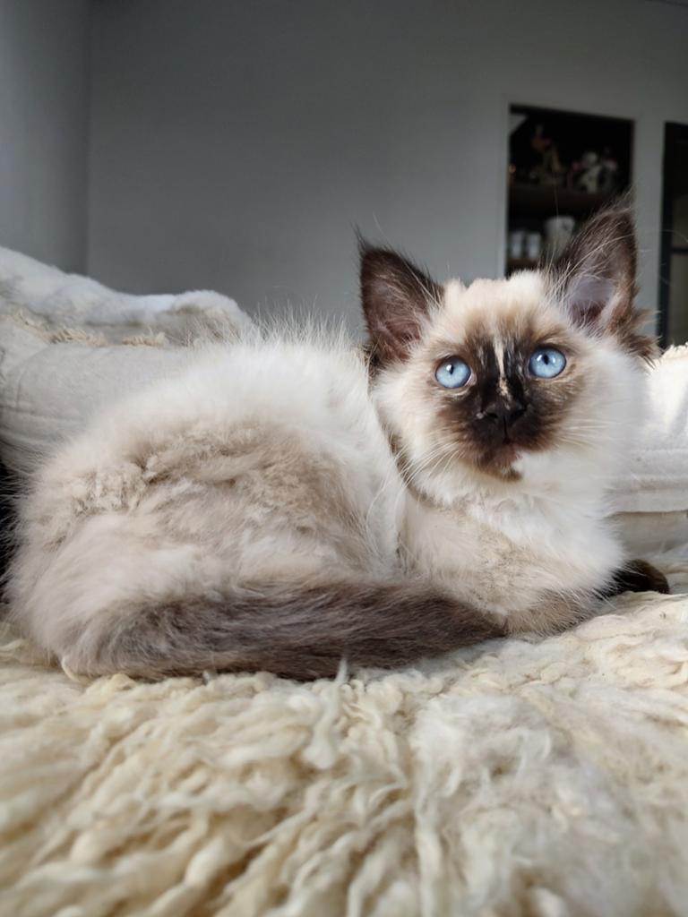 Ragdoll Seal point kitten met stamboom, Dieren en Toebehoren, Katten en Kittens | Raskatten | Langhaar, Poes, Met stamboom