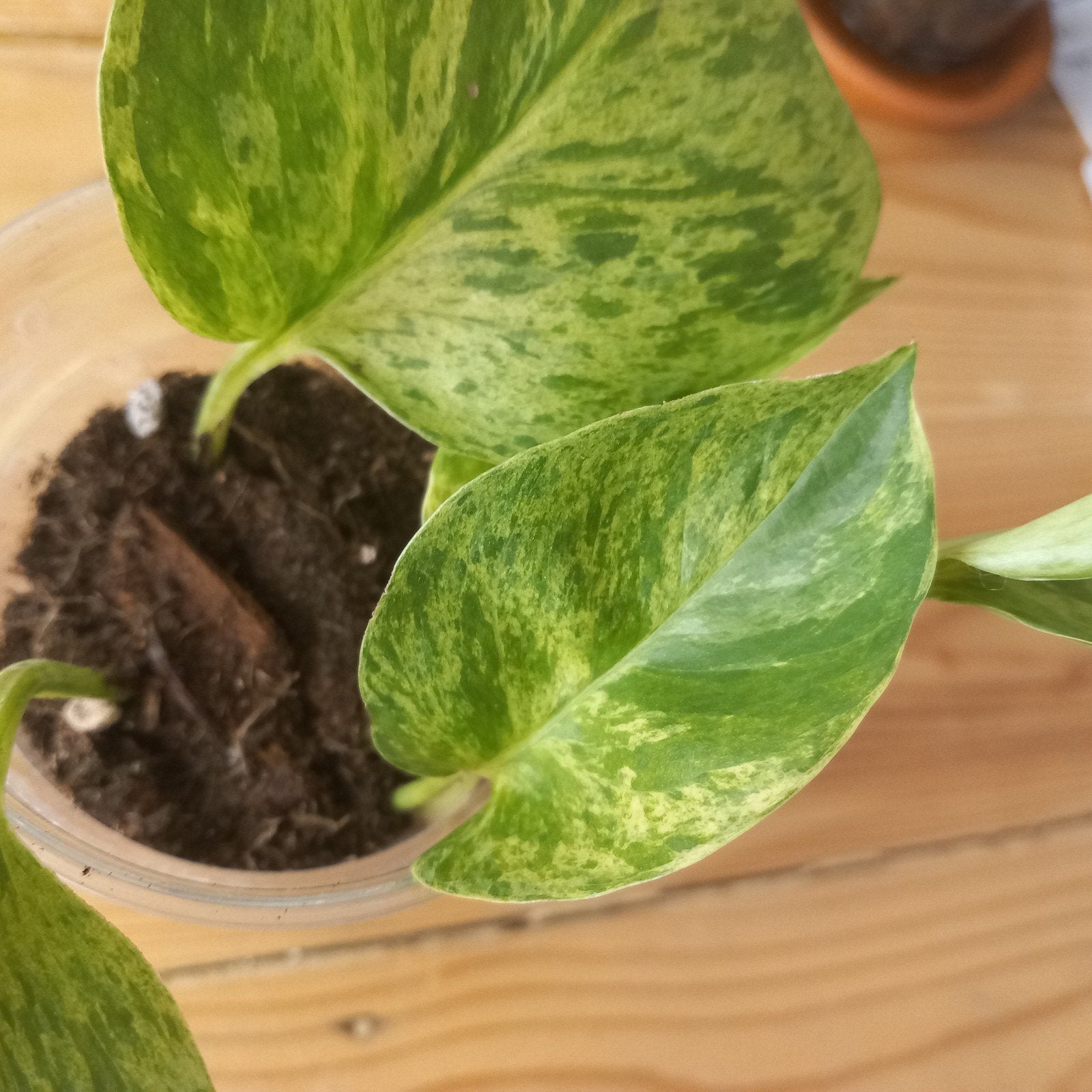 epipremnum marble Queen stek nr 24, Ophalen of Verzenden, Halfschaduw, Minder dan 100 cm
