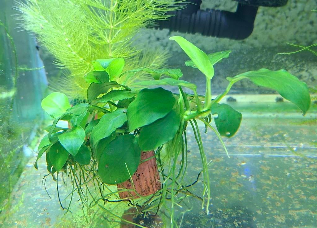 Anubia Nana (dwerganubias), Dieren en Toebehoren, Ophalen, Nieuw, Plant(en), Steen of Hout, Overige merken