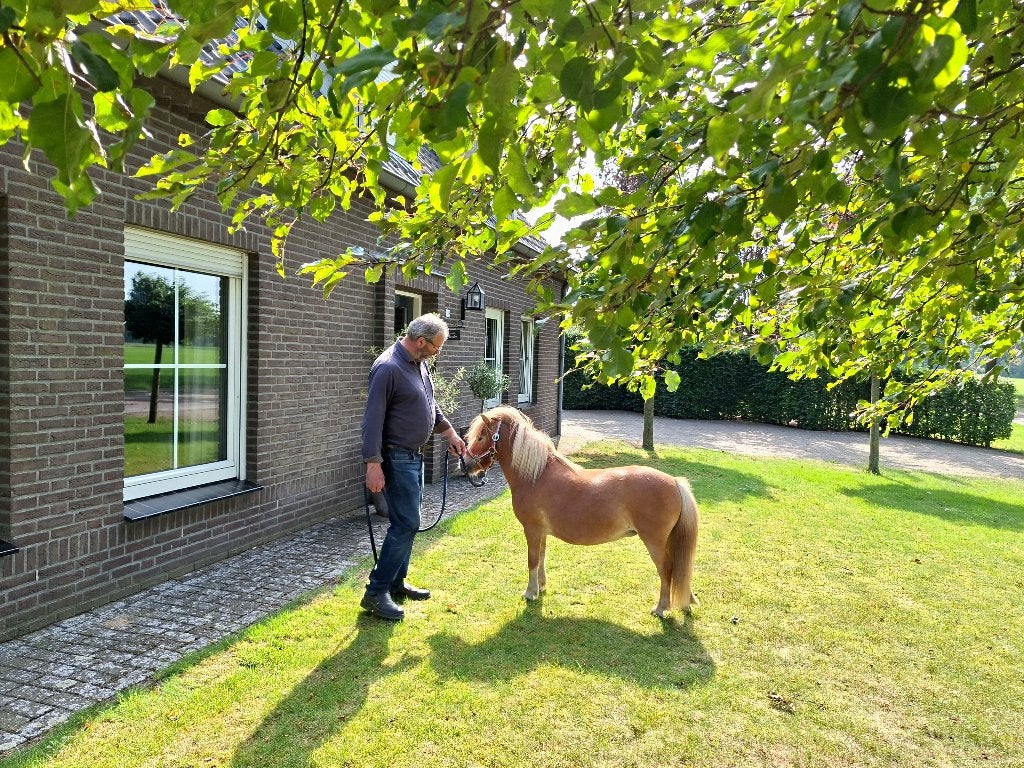 Prachtig shetlandertje, Dieren en Toebehoren, Pony's, Merrie, Dressuurpony, A pony (tot 1.17m), Gechipt