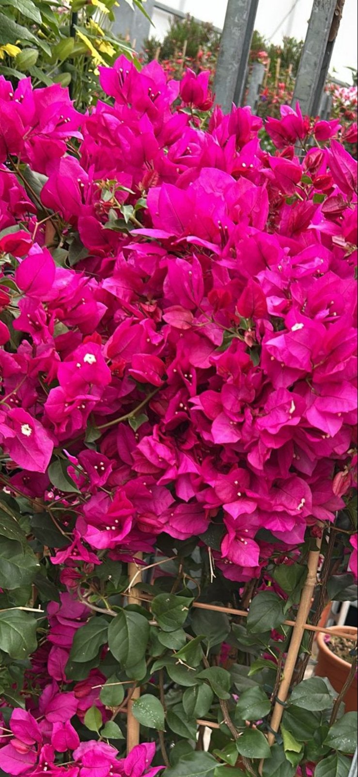 Bougainvillea Roze - 2 stuks, 1 meter hoog, zomerbloeier, Tuin en Terras, Ophalen, Zomer, Klimplanten, Volle zon