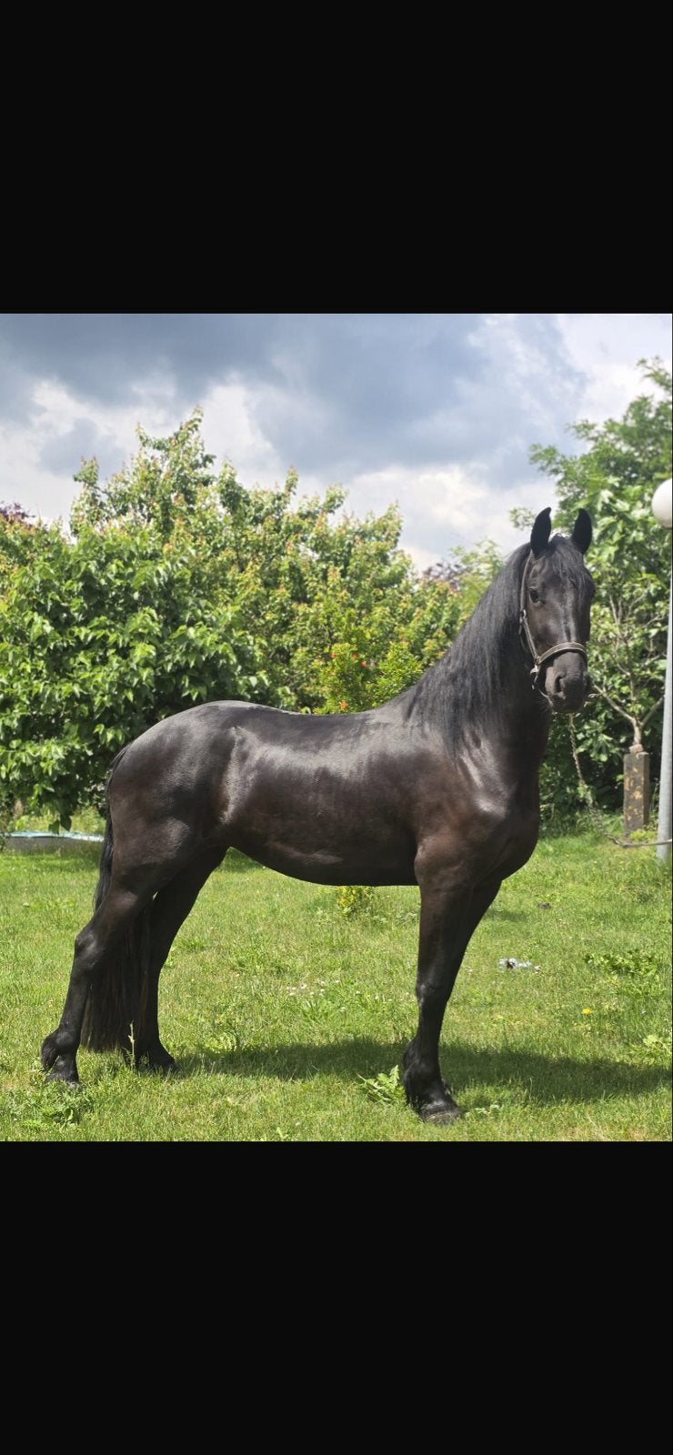 Zeer talentvolle Friese Merrie., Merrie, Met stamboom, Dressuurpaard, 3 tot 6 jaar