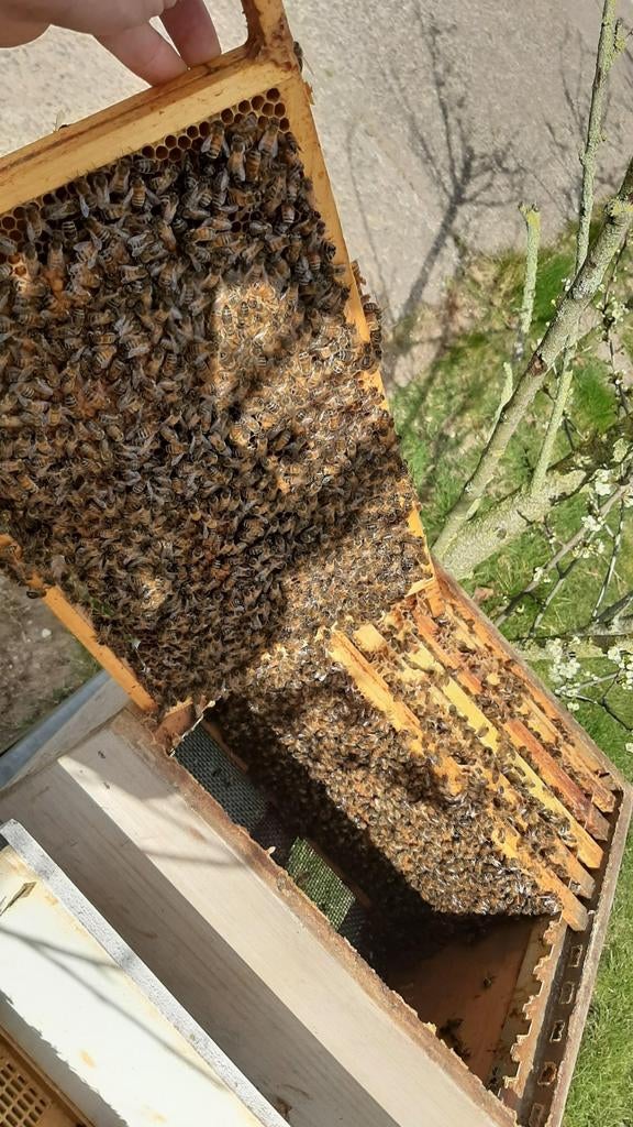Jonge bijenvolken. Vitaal bijenvolk kopen? Buckfast bijen!, Dieren en Toebehoren, Bijen