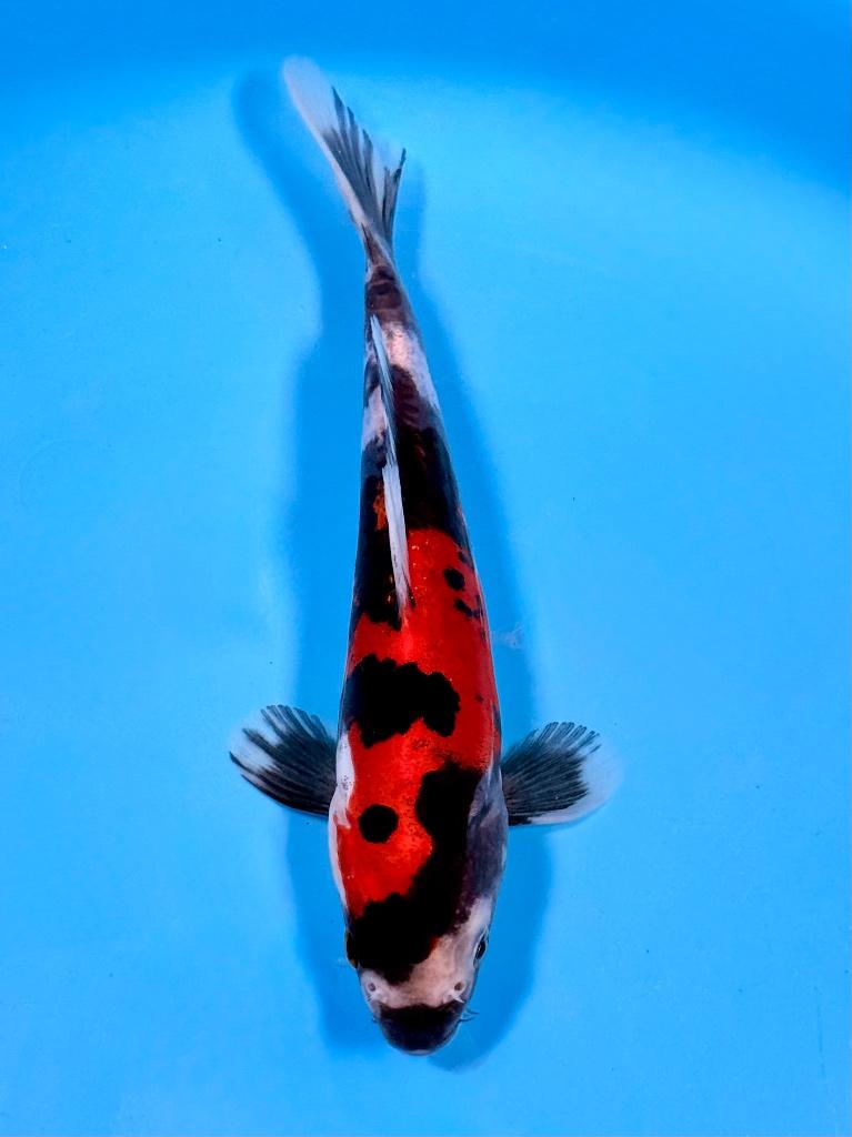 Japanse Koi – Marushi | Doitsu Showa | Incl Certificaat, Karper of Koi